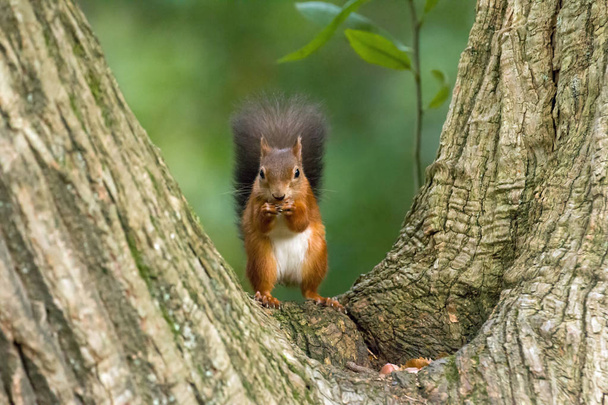Écureuil roux dans l'arbre
 - Photo, image
