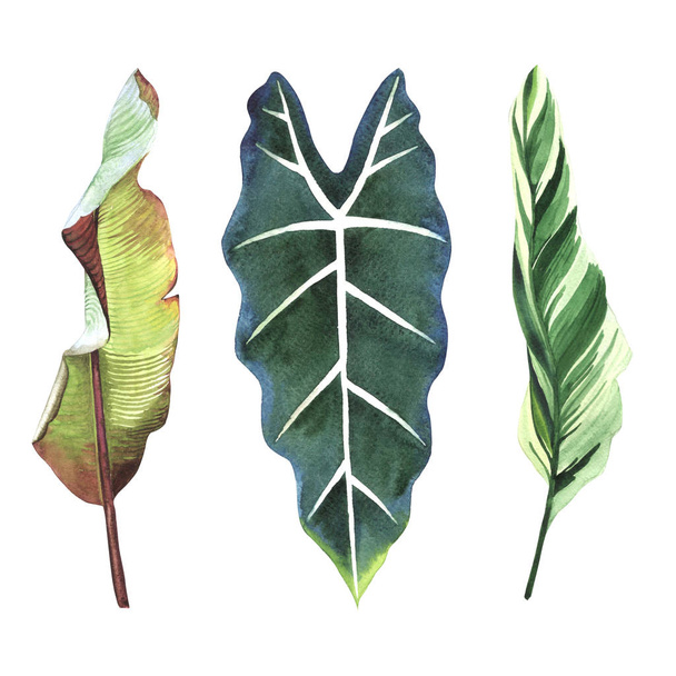 Tropické Hawaii listy palmy ve stylu akvarelu, samostatný. - Fotografie, Obrázek