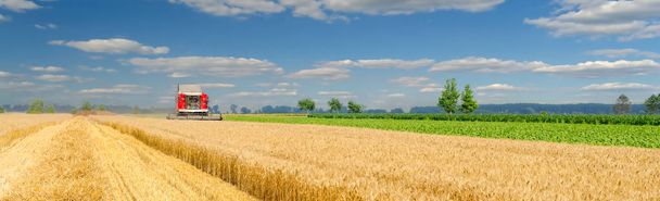 Mähdrescher erntet an sonnigem Sommertag Weizen auf landwirtschaftlichem Feld - Foto, Bild