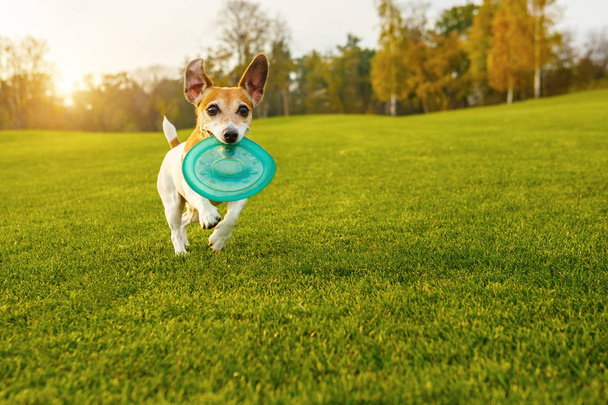 Active lovely dog playing on the green gras outside. - Foto, Imagen