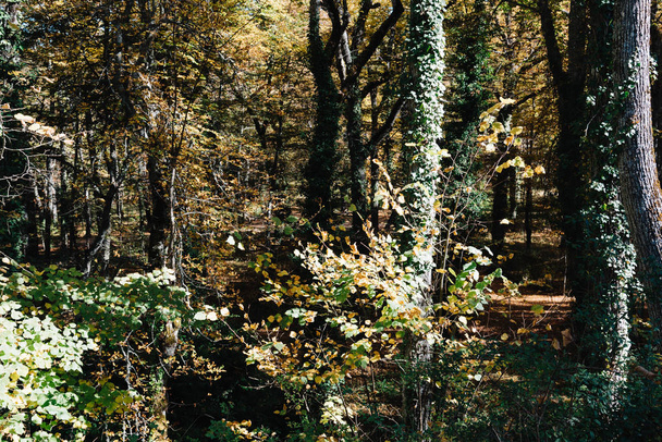 Kastanjapuut puistossa
 - Valokuva, kuva