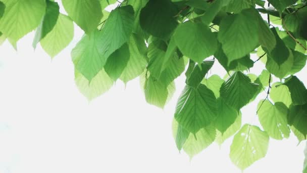 zielony liść izolowany na białym tle - Materiał filmowy, wideo