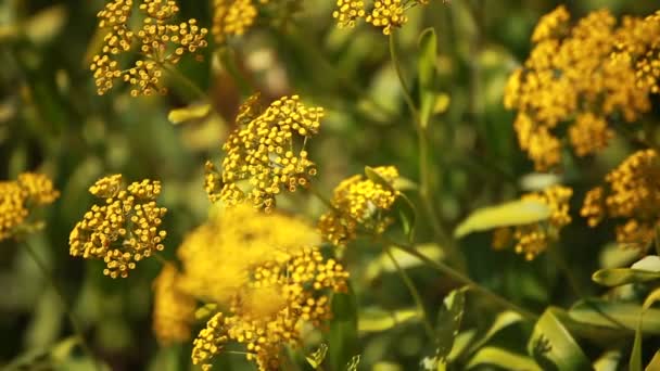 κίτρινα λουλούδια και πρωινή δροσιά στο πάρκο - Πλάνα, βίντεο
