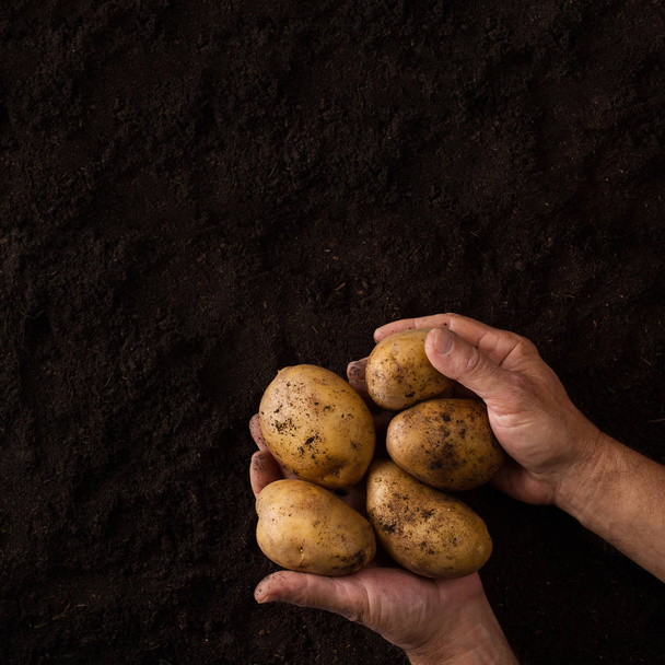 Hands holding potatoes above black ground - Фото, зображення