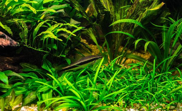A green beautiful planted tropical freshwater aquarium with fish - Фото, изображение