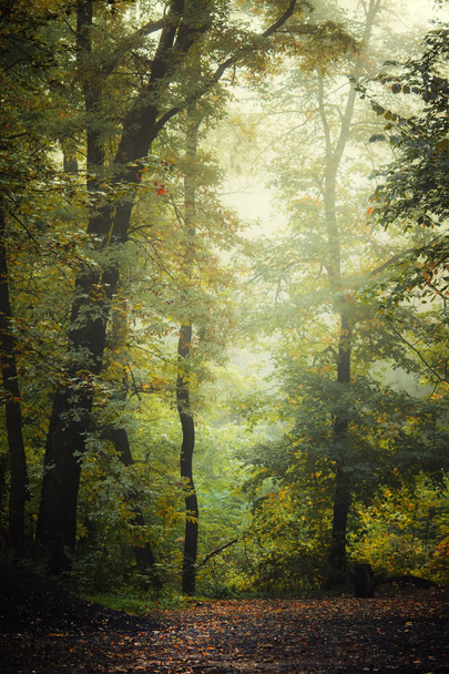 autumn forest. Fall llandscape - Photo, Image