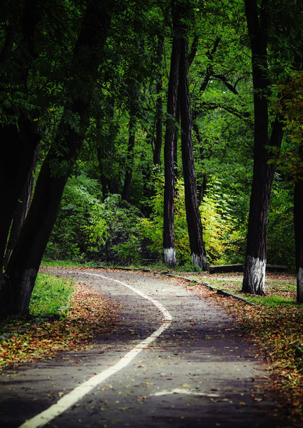 autumn forest. Fall llandscape - Foto, Imagem