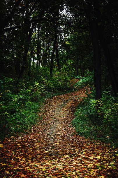 autumn forest. Fall llandscape - Fotó, kép
