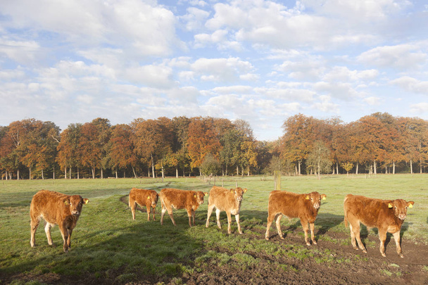 limousin calves in meadow before autumn forest in morning mist - Photo, Image