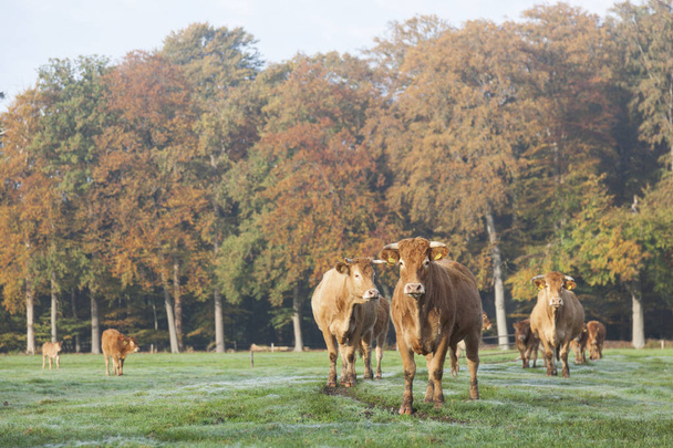 Limousinenkühe auf der Wiese vor dem Herbstwald im Morgennebel - Foto, Bild