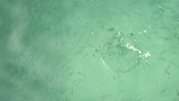 Кожух риби, що кружляє в бірюзовому блакитному морі
 - Кадри, відео