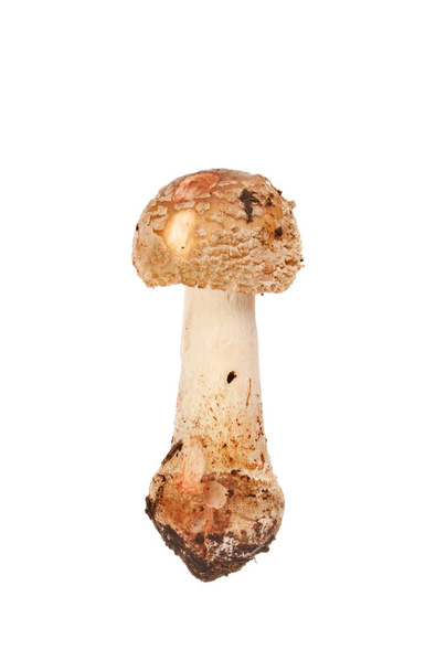 Toadstool fungi isolated - Фото, изображение