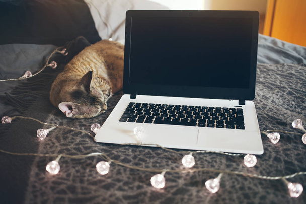 Gato dormindo na cama perto do laptop
. - Foto, Imagem