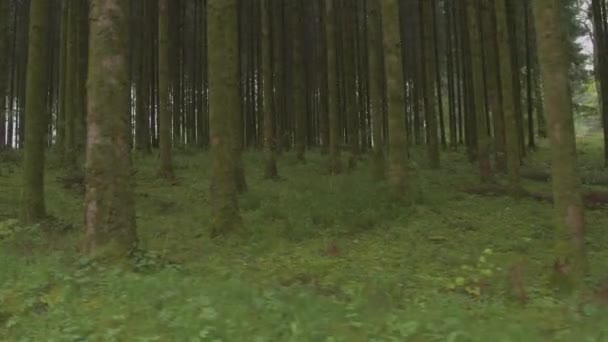 πανέμορφο πυκνό δάσος - Πλάνα, βίντεο