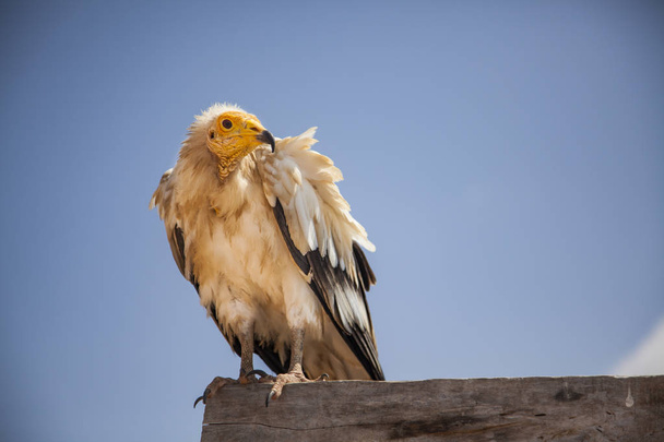 Avvoltoio egiziano a Socotra
 - Foto, immagini