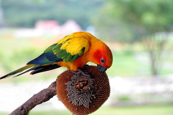 コガネメキシコインコ、ヒマワリの種を食べる赤オレンジ黄色緑および青の色のオウム - 写真・画像
