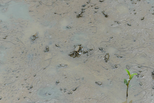Краб-скрипач, краб-призрак (Ocypodidae), гуляющий по мангровым зарослям
 - Фото, изображение