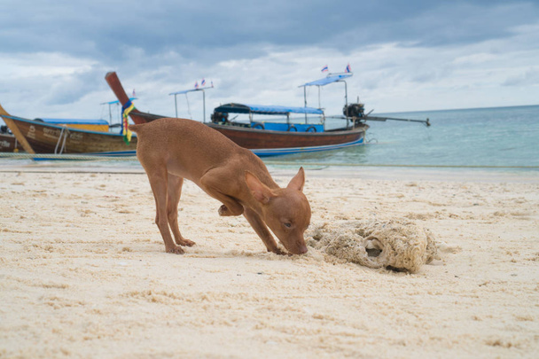 Roztomilá Miniatura pinscher štěně na pláži - Fotografie, Obrázek