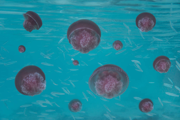 jellyfishes w morzu - Zdjęcie, obraz