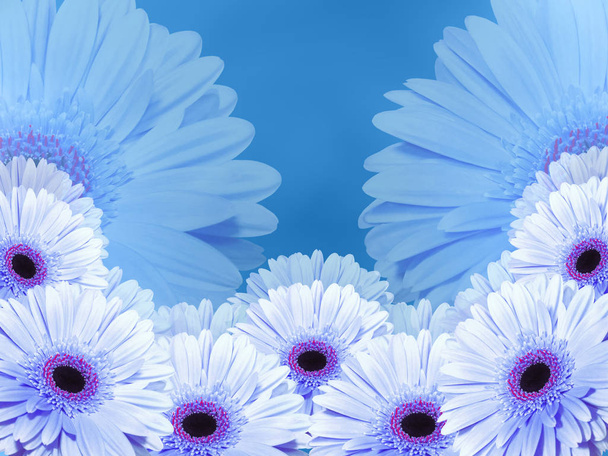 flores blanco-azules, sobre fondo azul borroso. Primer plano. Tarjeta de composición floral brillante para las vacaciones. Naturaleza. collage de flores
 - Foto, Imagen