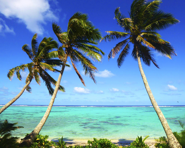 Plaża z palmami na tropikalny woda w Muri lagoon, Rarotonga, Wyspy Cooka - Zdjęcie, obraz