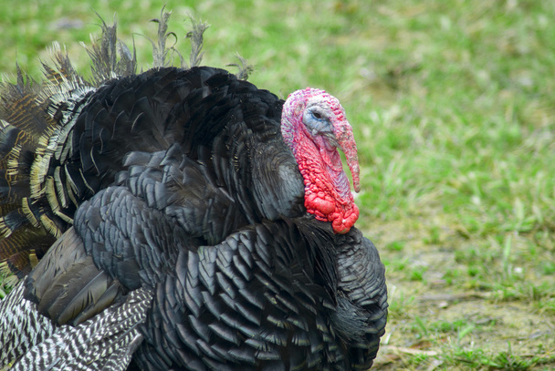 Domestic turkey - Photo, Image