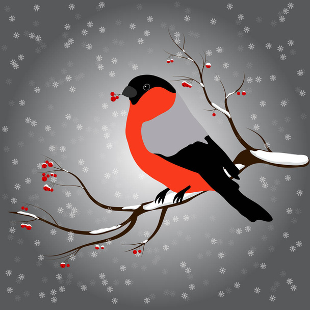 bullfinch sitting on branch with a twig of Rowan in its beak, snowfall. Winter or christmas vector illustration - Vektör, Görsel