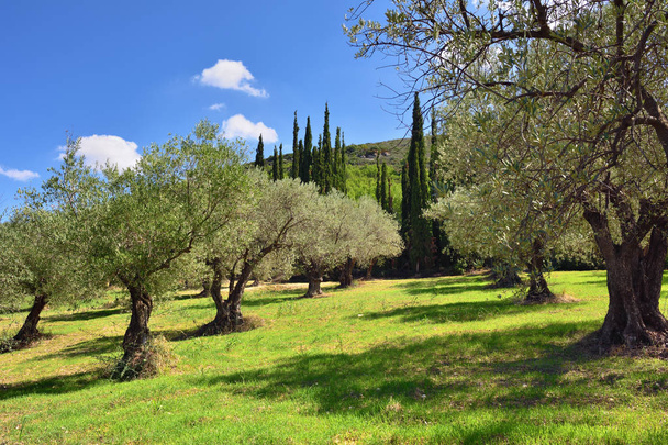 Olives tree grove, Greece - Valokuva, kuva