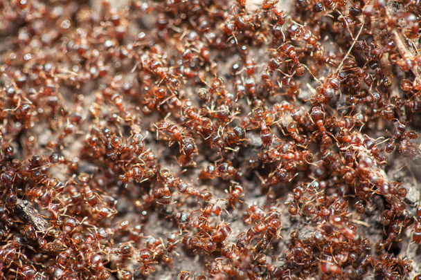 czerwonych mrówek pracy - Zdjęcie, obraz