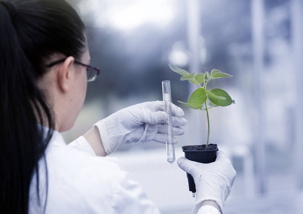 Bioloog gieten van vloeistof in de bloempot met sprout - Foto, afbeelding