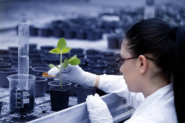 Biologist pouring liquid into flower pot with sprout - Photo, Image
