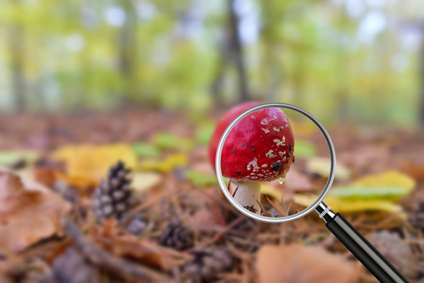 Clear image in magnifying glass against blurry shot with forest bokeh in the background. Close-up of Red Amanita mushroom, poisonous organism - Photo, Image