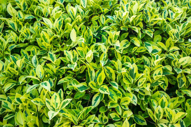 Green leaf texture background. - 写真・画像