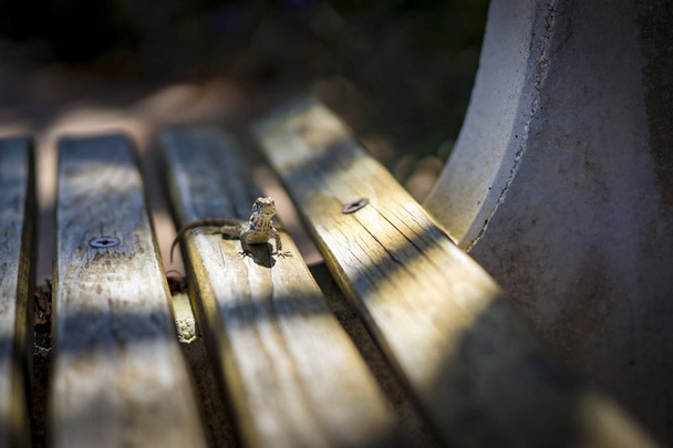 Σαύρα ηλιοθεραπεία μόνη της σε ένα ξύλινο παγκάκι - Φωτογραφία, εικόνα