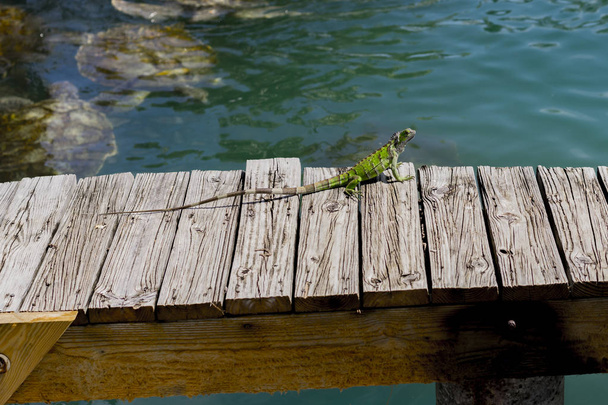 Zöld gyík egy fából készült móló, egy medence felett - Fotó, kép