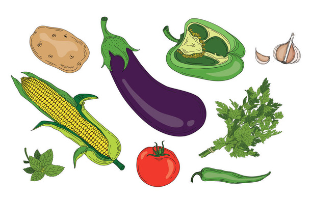 Gemüse und Kräuter frische frühlingshafte grüne Vektorsammlung vegetarischer Lebensmittel - Vektor, Bild