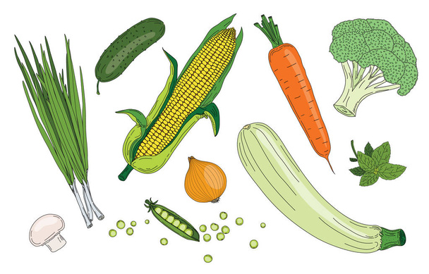 Groenten en kruiden verse groene biologische vector voorjaarscollectie van vegetarisch voedsel - Vector, afbeelding