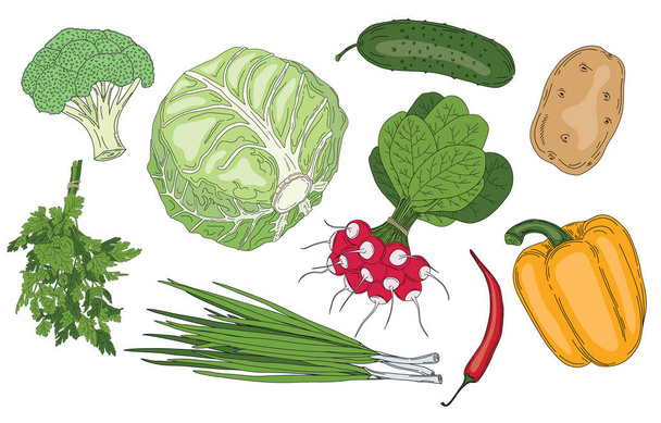 Vegetables and herbs fresh spring green organic vector collection of vegetarian food - ベクター画像