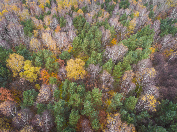 Az erdei fák különböző színű légifelvételek. Hozott dur - Fotó, kép