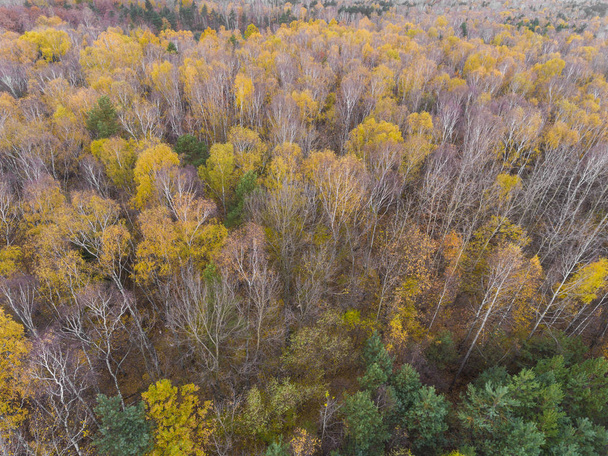 Aerial view of the forrest with different color trees. Taken dur - Photo, Image