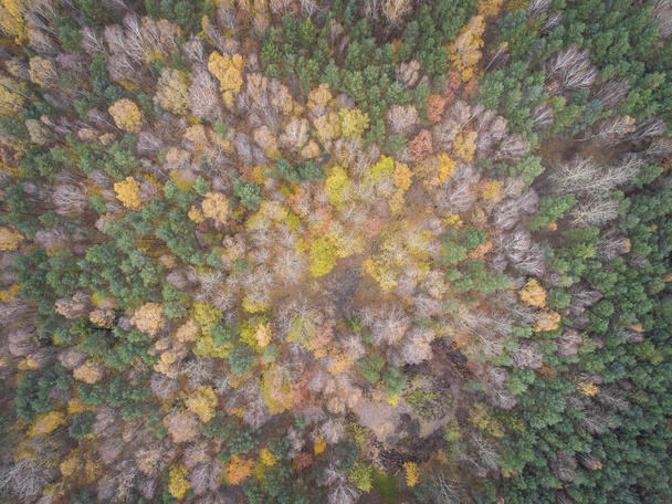 Εναέρια άποψη του το forrest με διαφορετικό χρώμα δέντρα. Λαμβάνονται dur - Φωτογραφία, εικόνα
