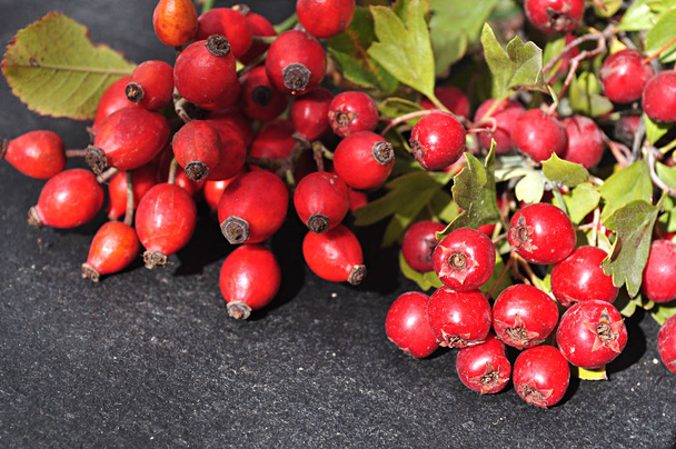 hackberries i owoców dzikiej róży  - Zdjęcie, obraz