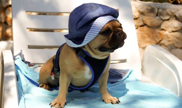 Franse Bulldog op vakantie, kijken naar de zee - Foto, afbeelding