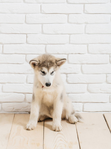 husky dog on wood with bricks - Φωτογραφία, εικόνα