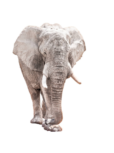 Hatalmas afrikai elefánt elszigetelt fehér background - Fotó, kép