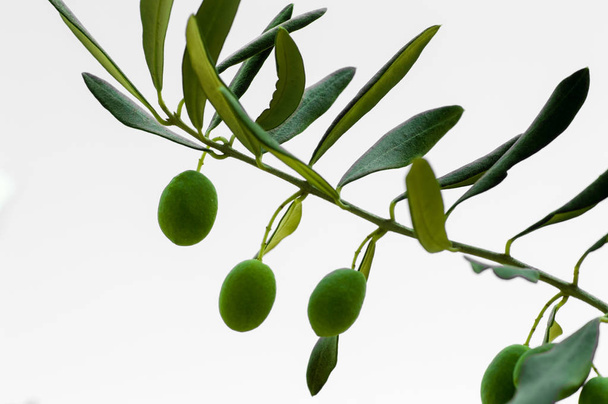 Fruits d'olivier vert non mûrs sur la branche
 - Photo, image