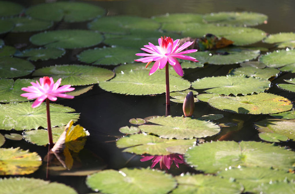 В воде растут разноцветные цветочные лилии
 - Фото, изображение