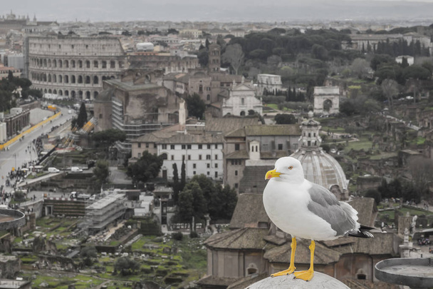 sentry Seagull in Rome - Φωτογραφία, εικόνα