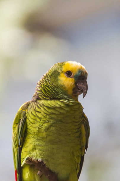 Amazona auripailata papuga - Zdjęcie, obraz