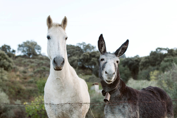 white horse with gray donkey - Foto, afbeelding